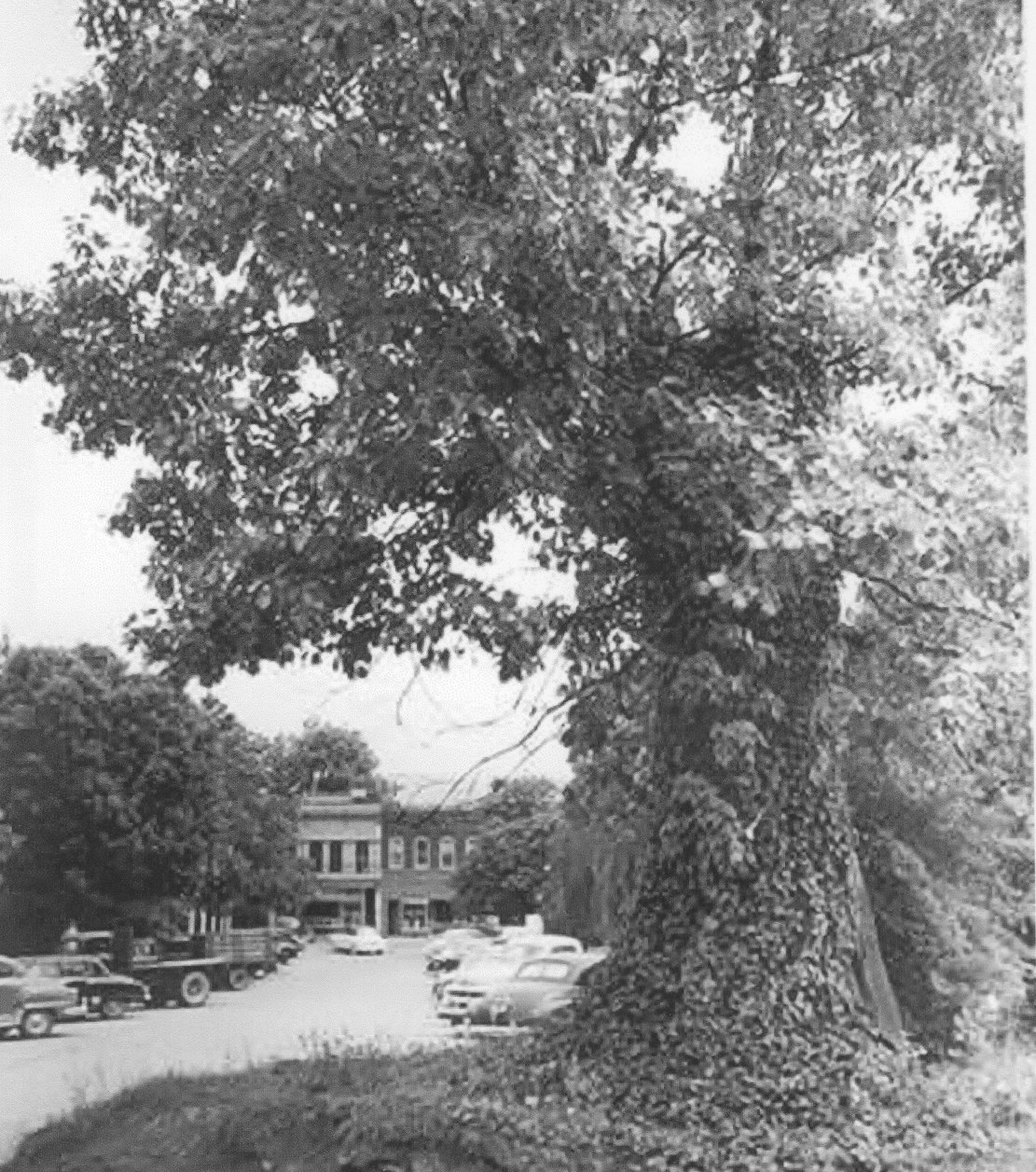 Tory Oak Tree c. 1940s