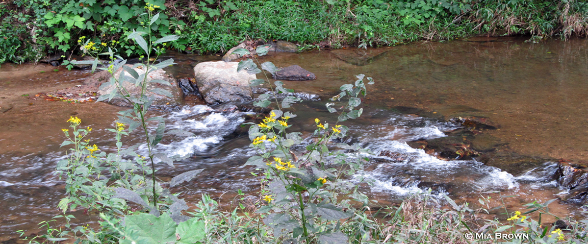 Cub Creek Restoration Cub Creek Restoration