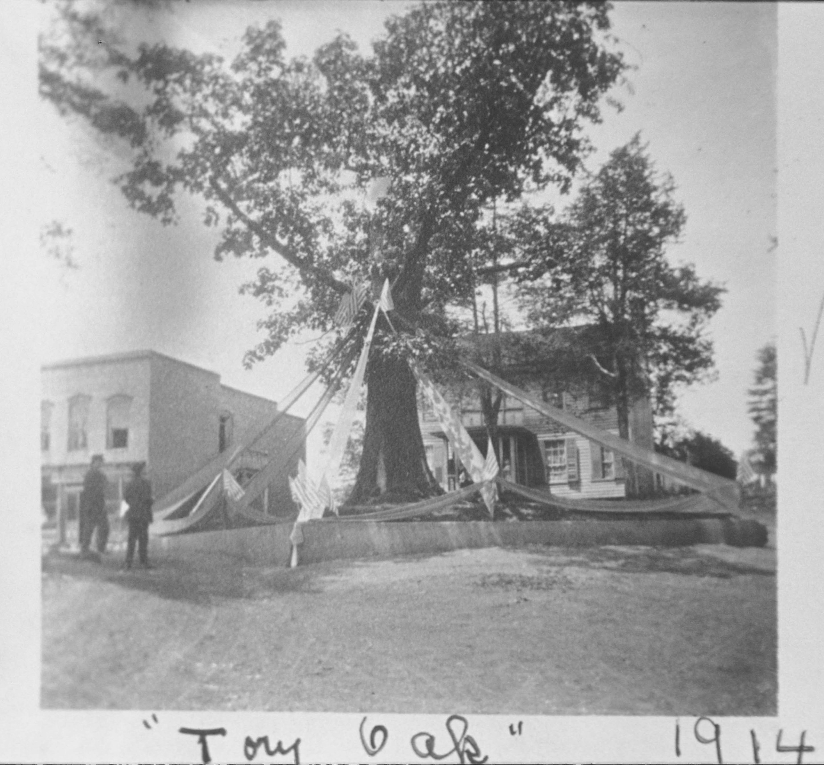 Tory Oak Tree 1914